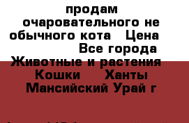 продам очаровательного не обычного кота › Цена ­ 7 000 000 - Все города Животные и растения » Кошки   . Ханты-Мансийский,Урай г.